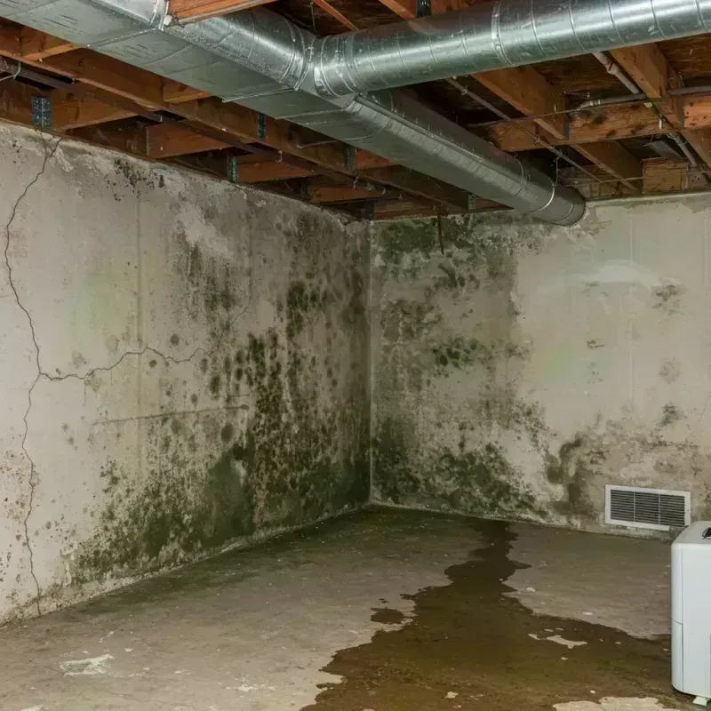 Professional Mold Removal in Arlington Heights, IL